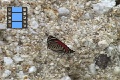 Scene 20_Diaethria marchalii feeding on rock salt